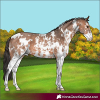 Horse Color:White Spotted Bay Sabino