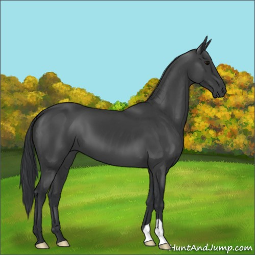 Horse Color:Black 