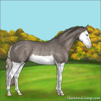 Horse Color:Silver Black Splash Rabicano 