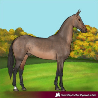 Horse Color:Brown Dun 