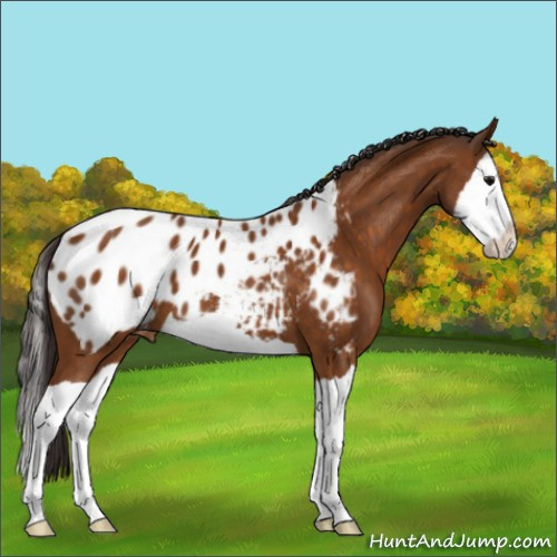 Horse Color:Buckskin Splash Appaloosa 