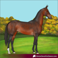 Horse Color:Bay 