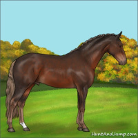 Horse Color:Liver Chestnut 