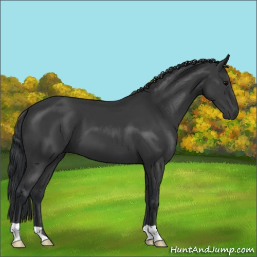 Horse Color:Black 