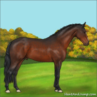 Horse Color:Brown 