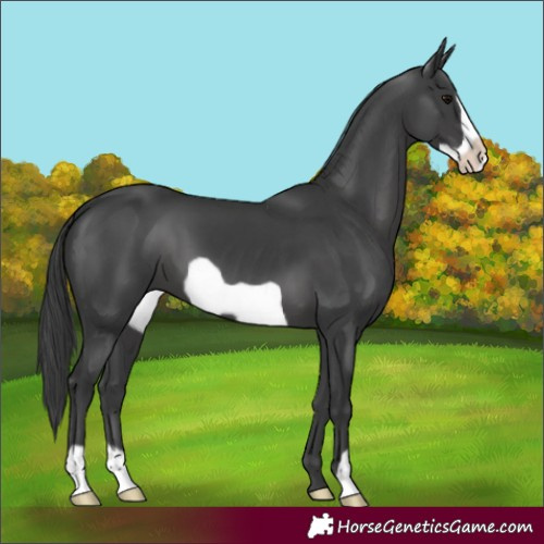 Horse Color:Black Frame 