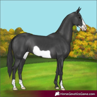 Horse Color:Black Frame 