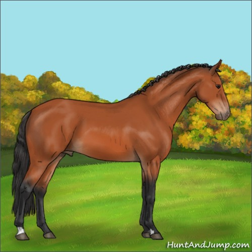 Horse Color:Brown 