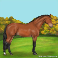 Horse Color:Brown 