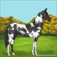Horse Color:White Spotted Smoky Black
