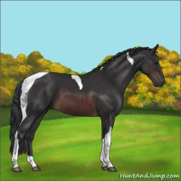 Horse Color:Brown Tobiano 
