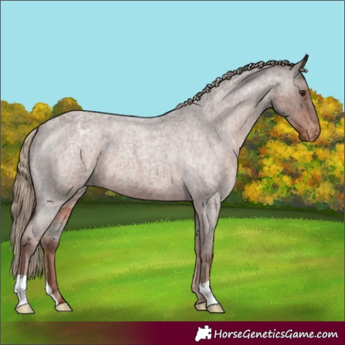 Horse Color:Liver Red Roan Appaloosa 