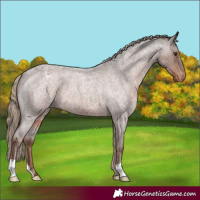 Horse Color:Liver Red Roan Appaloosa