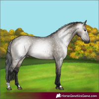 Horse Color:Gray Brown Dun 
