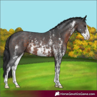 Horse Color:Brown Sabino