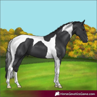 Horse Color:Black Tobiano 