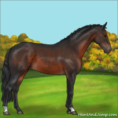 Horse Color:Brown 