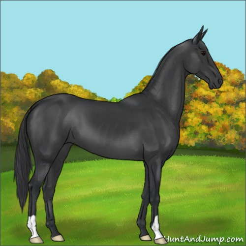 Horse Color:Black 