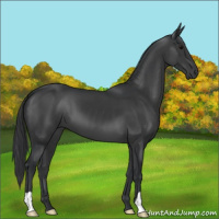Horse Color:Black 