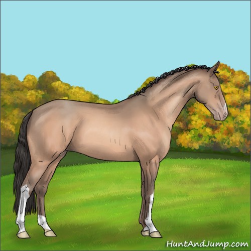 Horse Color:Amber Champagne 