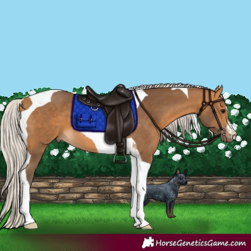 Horse Color:Silver Buckskin Tobiano 