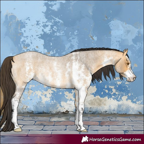 Horse Color:Buckskin Roan Sabino Rabicano 