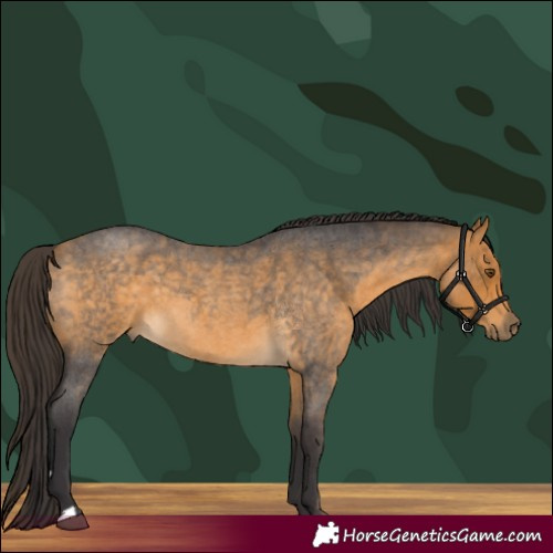 Horse Color:Buckskin Roan 