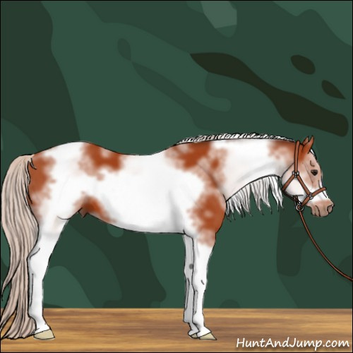 Horse Color:White Spotted Silver Bay Tobiano Frame 