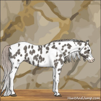 Horse Color:Silver Black Sabino Splash Tobiano Appaloosa 