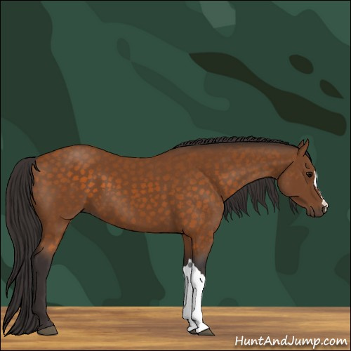 Horse Color:Buckskin 