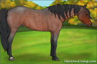 Horse Color:Brown Roan 