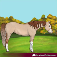 Horse Color:Red Dun Splash 