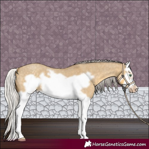 Horse Color:Silver Classic Cream Champagne Roan Dun Splash Frame 