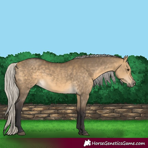 Horse Color:Silver Buckskin Dun 