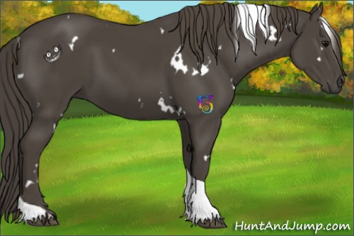 Horse Color:White Spotted Smoky Black Tobiano