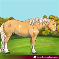 Horse Color:White Spotted Palomino Tobiano
