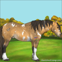 Horse Color:White Spotted Buckskin Tobiano 
