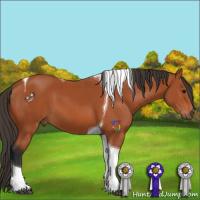 Horse Color:Bay Tobiano 