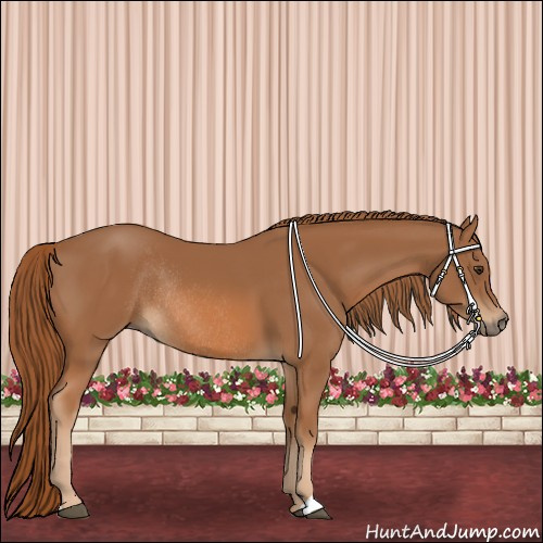 Horse Color:Chestnut Rabicano 