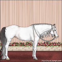 Horse Color:White Spotted Bay Appaloosa Rabicano 