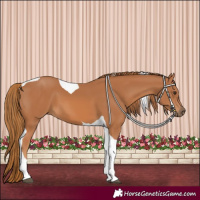 Horse Color:Chestnut Tobiano