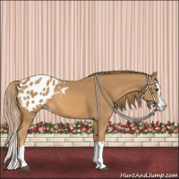 Horse Color:Chestnut Splash Appaloosa 