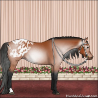 Horse Color:Gray Bay Appaloosa 