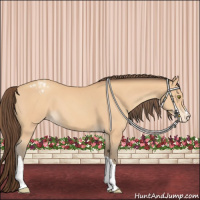 Horse Color:Amber Champagne Appaloosa 