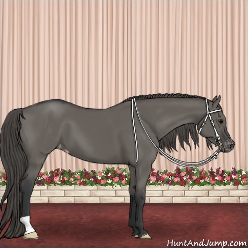 Horse Color:Grullo Appaloosa 