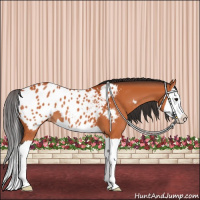 Horse Color:Bay Splash Appaloosa 