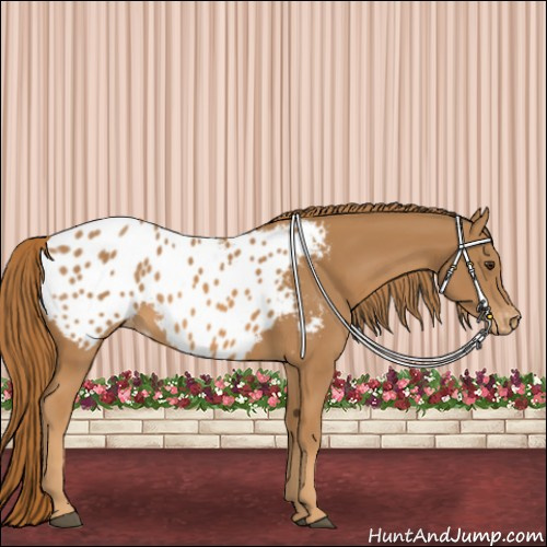 Horse Color:Chestnut Appaloosa 
