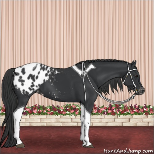Horse Color:Black Tobiano Appaloosa 
