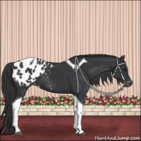 Horse Color:Black Tobiano Appaloosa 