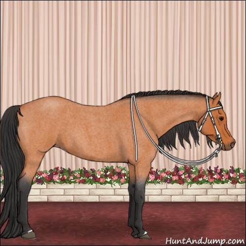 Horse Color:Bay Roan 